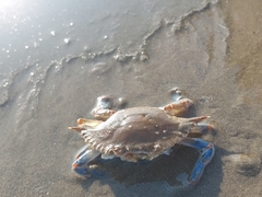 Portunidae