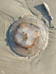 Rhizostomeae