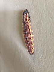 Brassolini