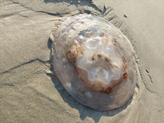 Rhizostomeae