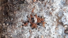 Monomorium sahlbergi