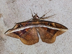 Hemeroblemma mexicana