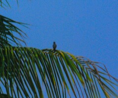 Tyrannus dominicensis