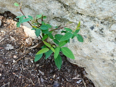 Desmodium psilophyllum
