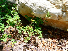 Desmodium psilophyllum