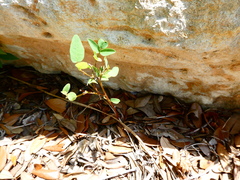 Desmodium psilophyllum