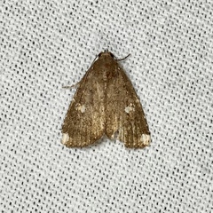 Amyna apicipuncta