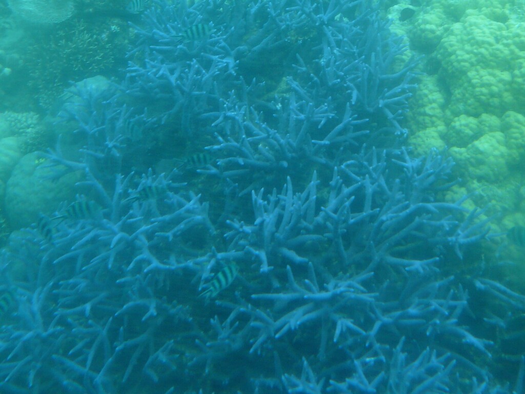 Acropora muricata