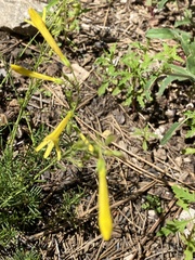 Penstemon pinifolius