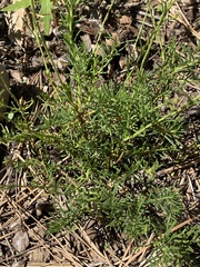 Penstemon pinifolius