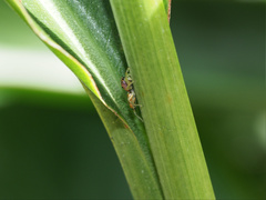 Cosmophasis micarioides