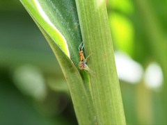 Cosmophasis micarioides