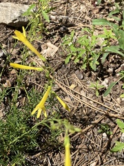 Penstemon pinifolius