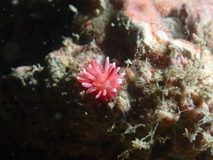 Okenia hiroi