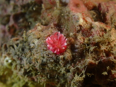 Okenia hiroi