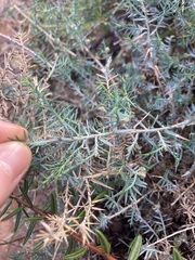 Acanthocarpus preissii