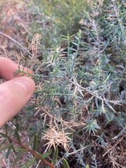 Acanthocarpus preissii