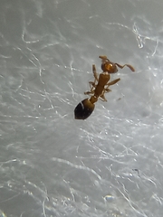 Monomorium sahlbergi