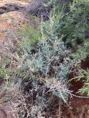 Acanthocarpus preissii