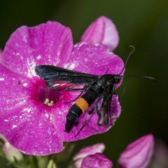 Synanthedon exitiosa
