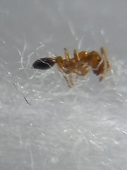 Monomorium sahlbergi