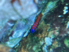 Lythrypnus dalli