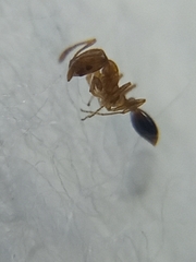 Monomorium sahlbergi