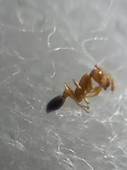 Monomorium sahlbergi