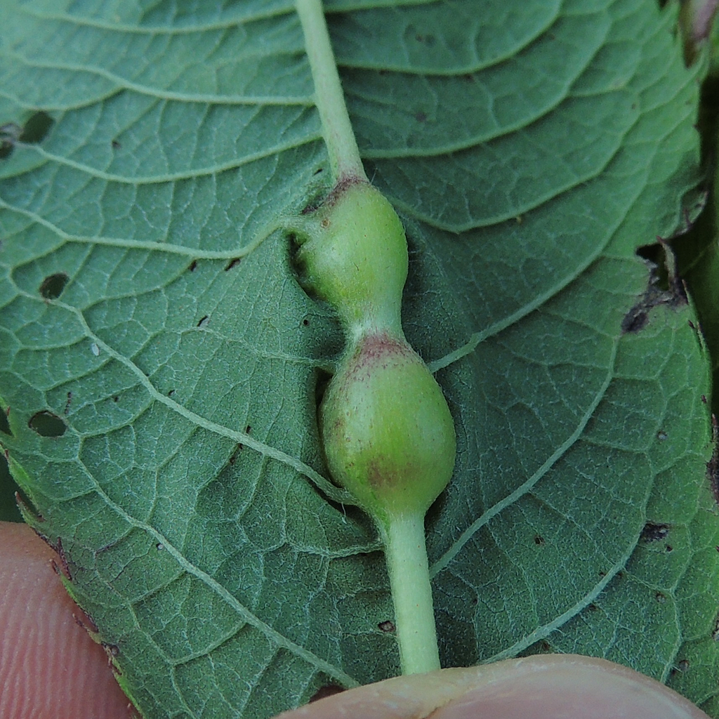 Neolasioptera vernoniae