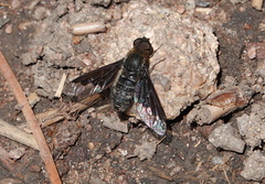 Hemipenthes morioides