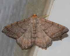 Macaria transitaria
