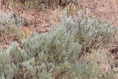 Artemisia rigida