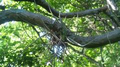 Tillandsia schiedeana