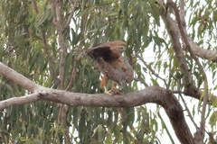 Erythrotriorchis radiatus