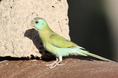 Psephotus chrysopterygius