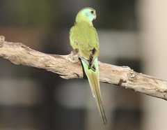 Psephotus chrysopterygius