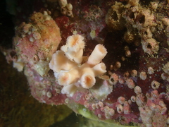 Cladopsammia eguchii