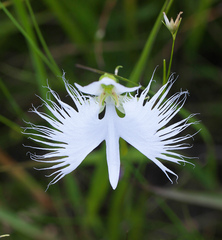 Pecteilis radiata