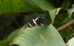 Heliconius sara
