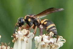 Stenodynerus propinquus