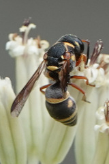 Stenodynerus propinquus