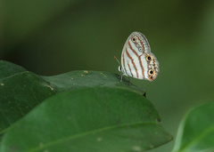 Euptychia