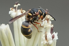 Stenodynerus propinquus