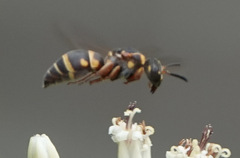 Stenodynerus propinquus