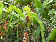 Heliconia platystachys