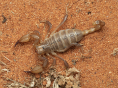 Urodacus armatus