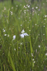 Pecteilis radiata