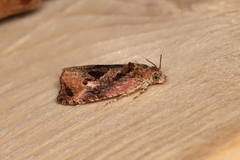 Olethreutes diallacta