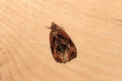 Olethreutes diallacta