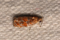 Olethreutes sericoranum